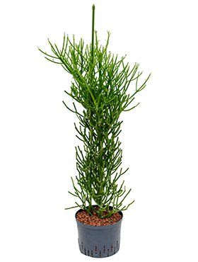 Euphorbia tiruncalii