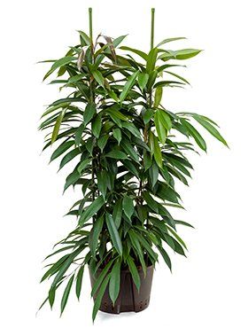 Ficus longifolia 'Amstel King'