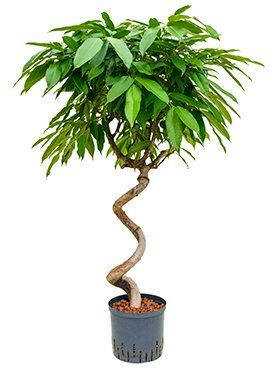 Ficus longifolia 'Amstel Queen'