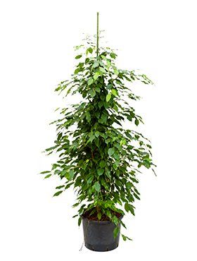 Ficus benjamina