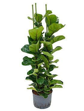 Ficus lyrata of Tabaksplant of Vioolbladplant
