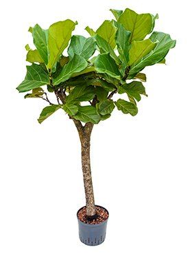 Ficus lyrata of Tabaksplant of Vioolbladplant