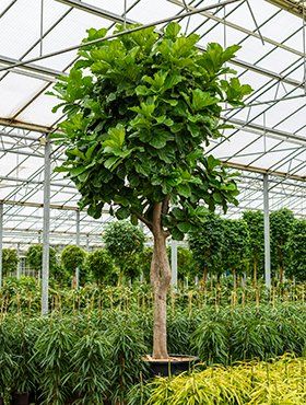 Ficus lyrata boom