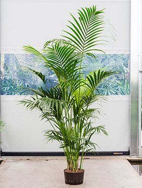 Howea forsteriana of Kentia palm