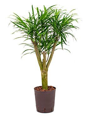 Dracaena stricta