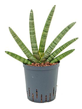 Sansevieria cylindrica
