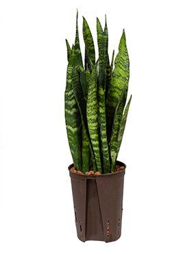 Sansevieria zeylanica