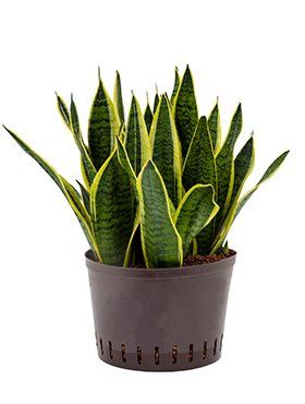 Sansevieria trifasciata