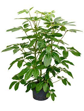 Schefflera actinophylla 'amate'