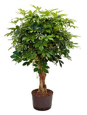Schefflera arboricola stam