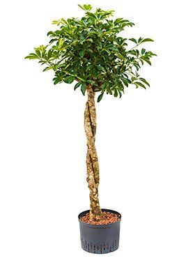 Schefflera arboricola stam