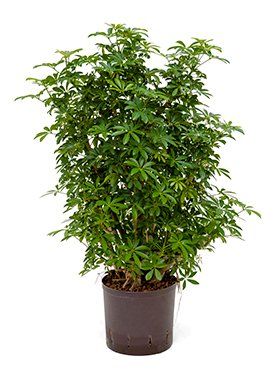 Schefflera arboricola