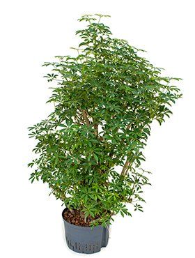 Schefflera arboricola