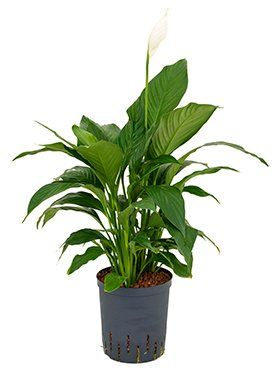 Spatiphyllum cochlearispathum