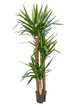 Yucca elephantipes (toef)