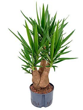 Yucca elephantipes vertakt