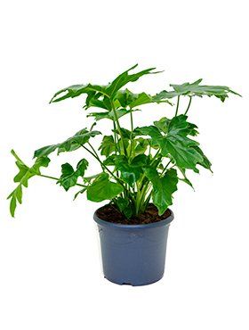 Philodendron selloum