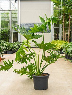 philodendron congo apple Apple Congo - Philodendron selloum - Indoor Plant