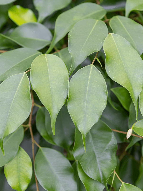 Bladeren van de Ficus benjamina
