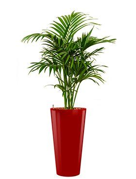 Howea forsteriana of Kentia palm