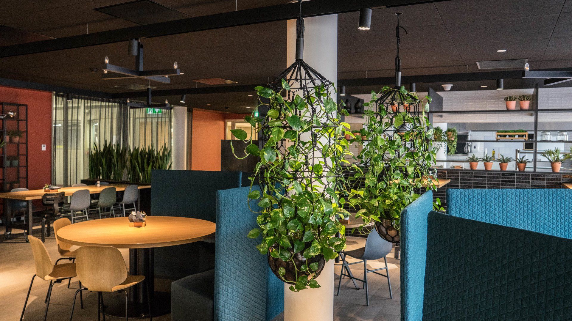 Scindapsus epipremnum