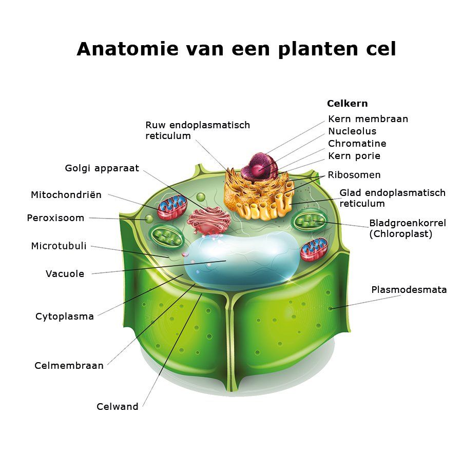 Afbeelding van een plantencel