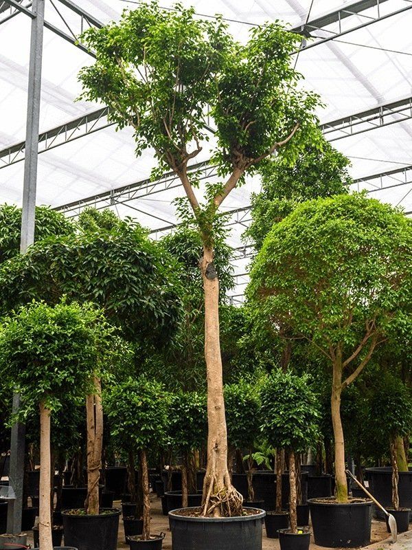 Zeer grote Ficus benjamina