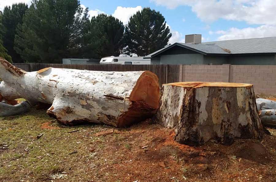 A large log is laying on the ground next to a tree stump.