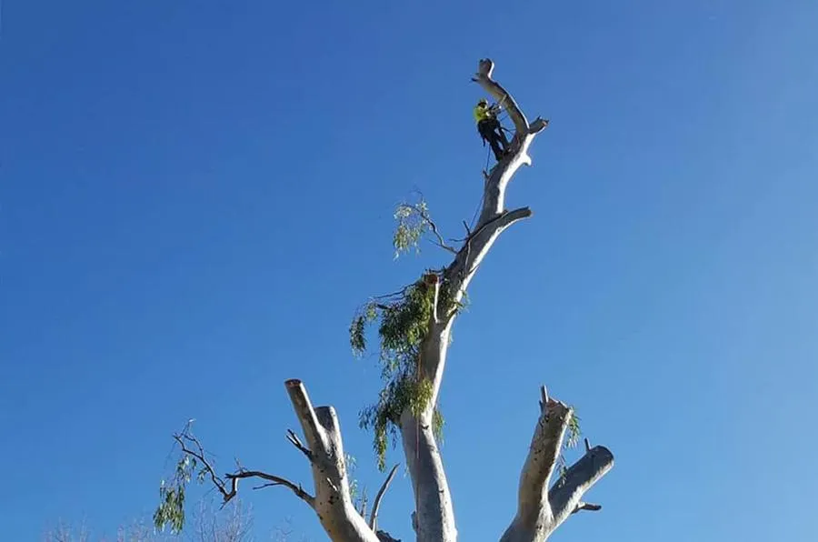Arborist in safety gear atop a tall tree against a bright blue sky, preparing to cut branches.