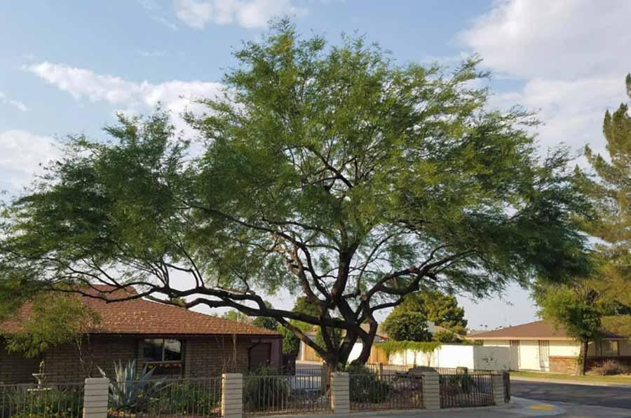 A large tree is in front of a house in a residential area.