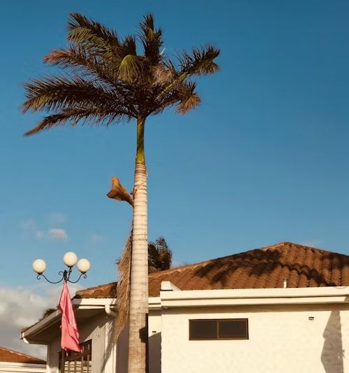 Tall palm tree in front of a white building with brown roof, blue sky backdrop.
