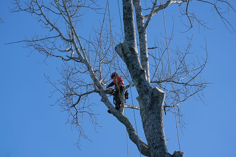 Arborist in orange gear pruning a bare tree against a clear blue sky.
