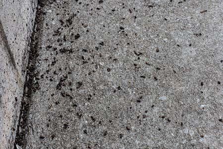 a close up of a concrete surface with a lot of rat and mice droppings.