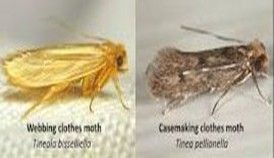 Two moths are sitting next to each other on a white surface.