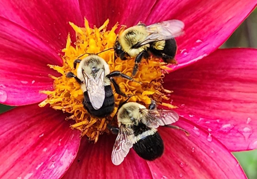 Three bumblebees on a bright pink flower with a yellow center, foraging for nectar.