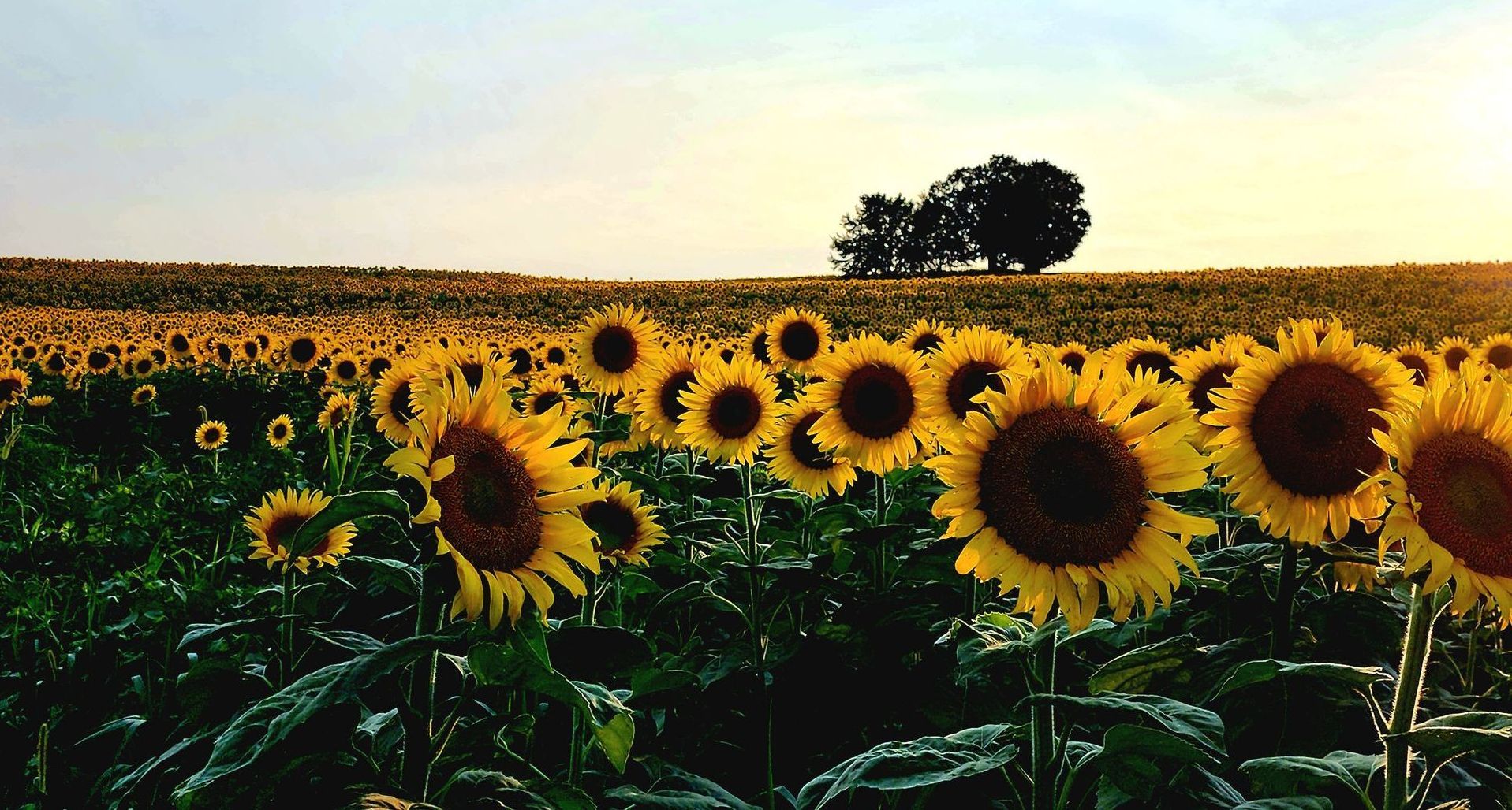 Field of sunflowers in golden light, with trees in the distance.