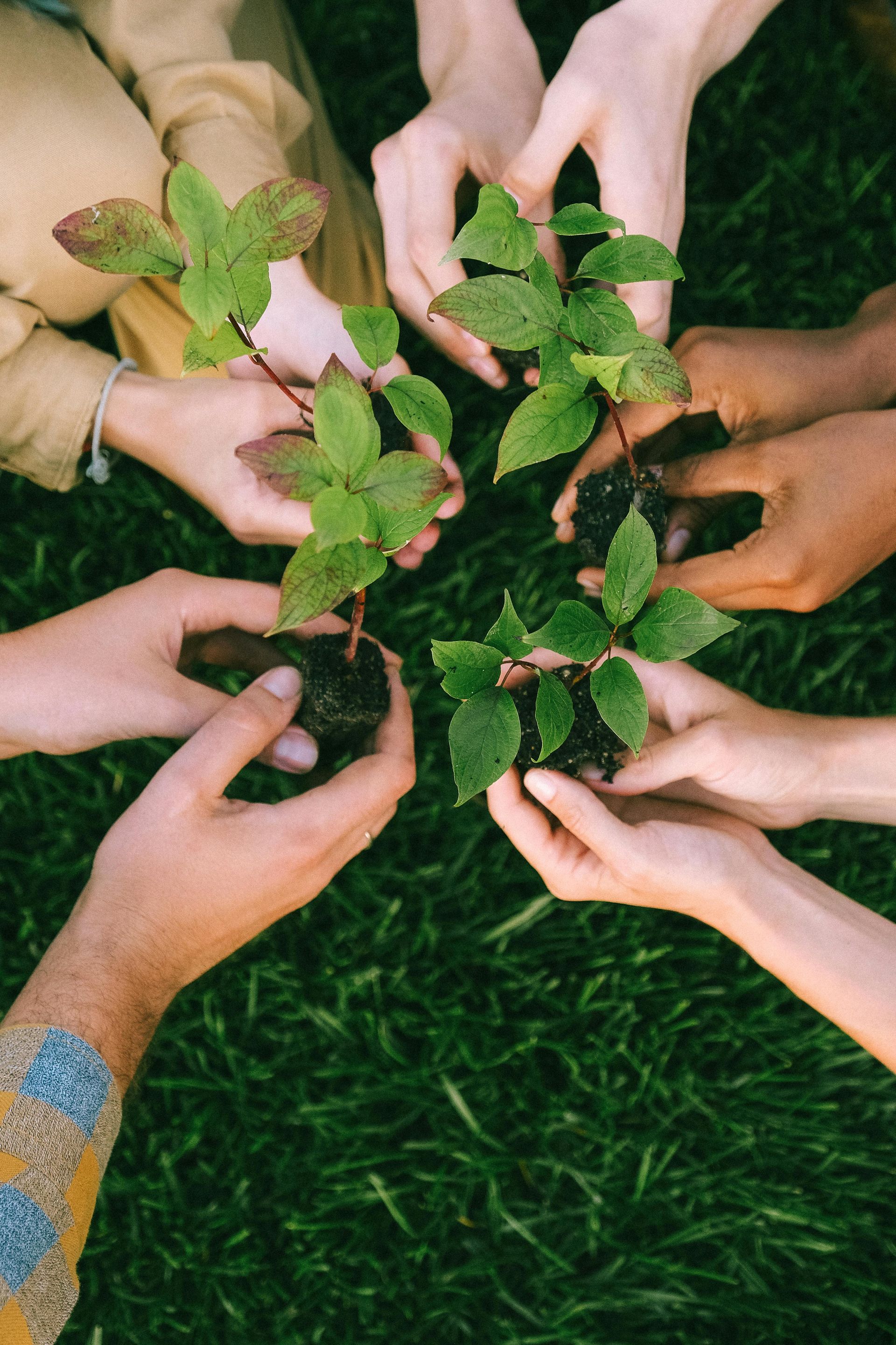 Hands of diverse people holding small plants on green grass.