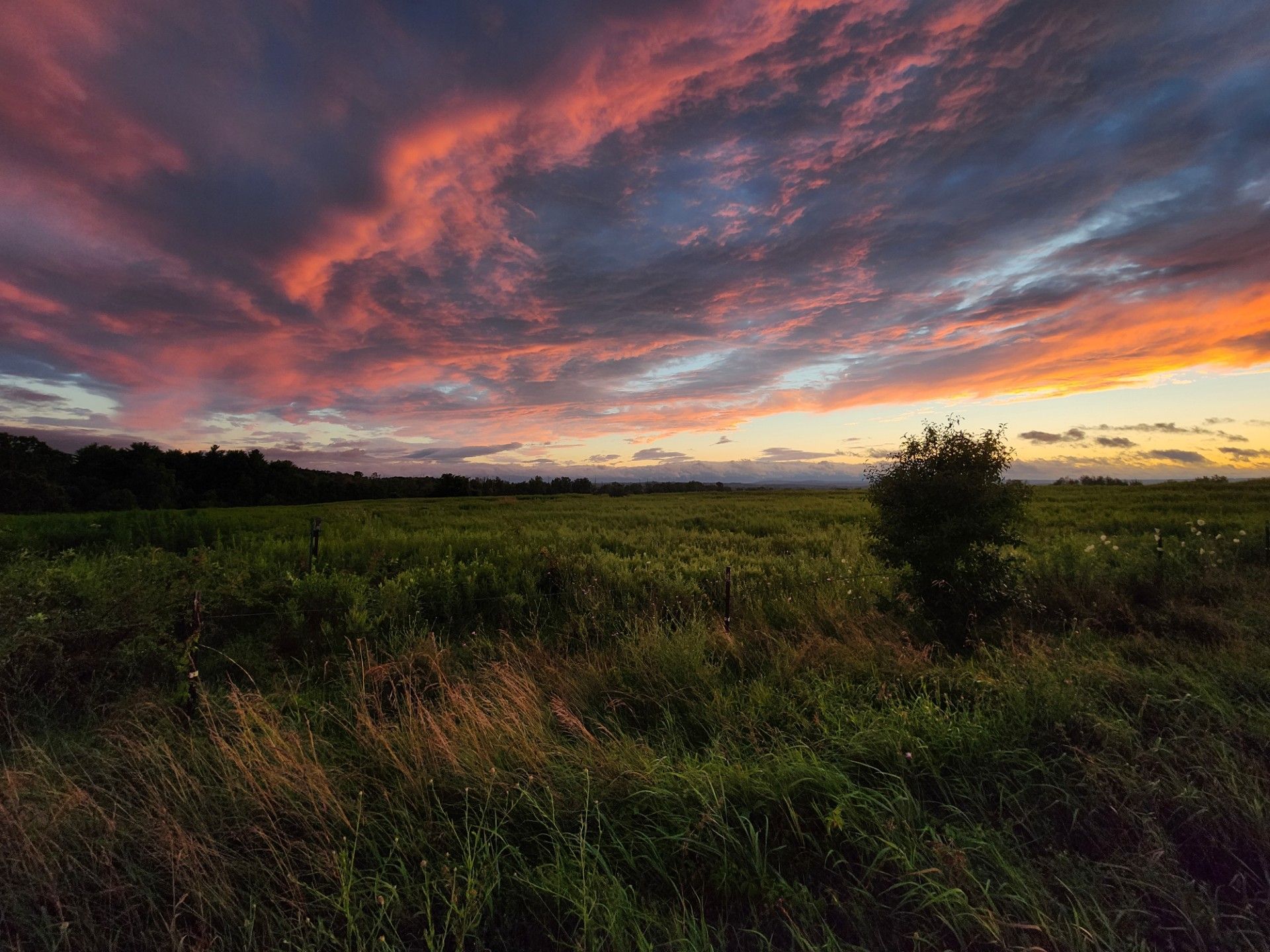 Sunset over a field of tall grass, with orange and pink clouds. A lone tree stands in the field.
