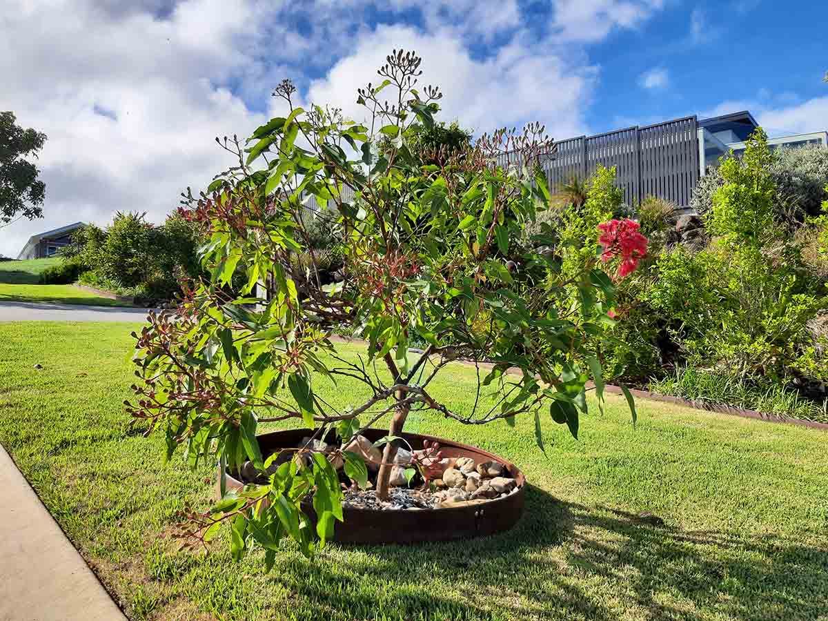 A Small Tree is Sitting in the Middle of a Lush Green Field — Full Circle Landscaping in Tweed Heads, NSW