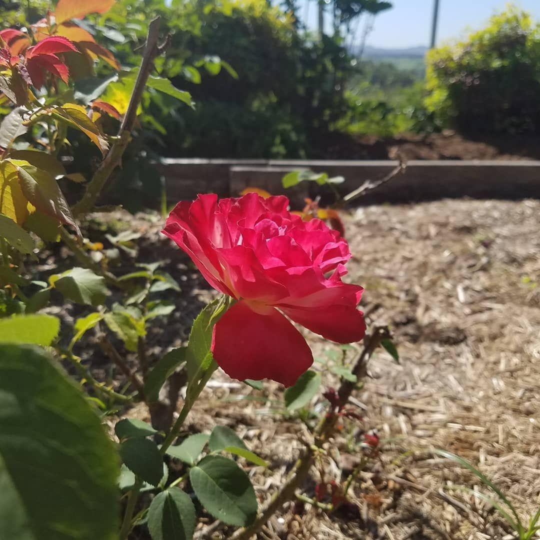 A Close Up Of A Red Rose In A Garden — Full Circle Landscaping in Uki, NSW