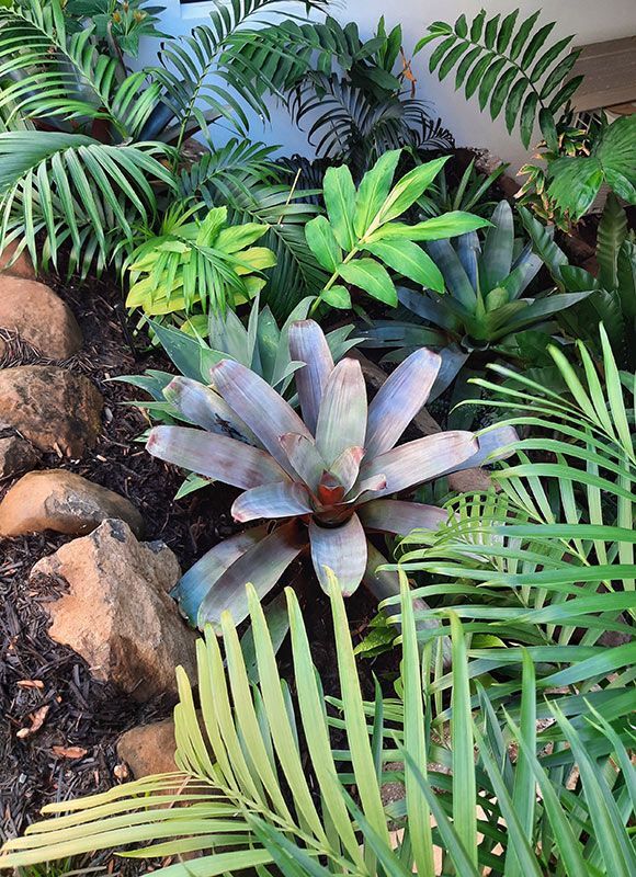 A Lush Green Garden With Lots Of Plants And Rocks — Full Circle Landscaping in Uki, NSW