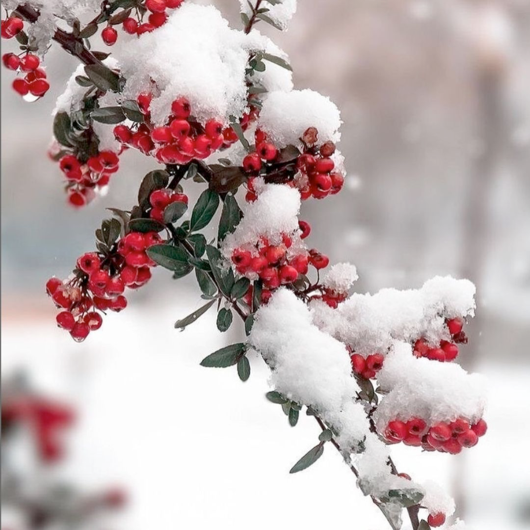 a row of plants growing in a field with trees in the background .