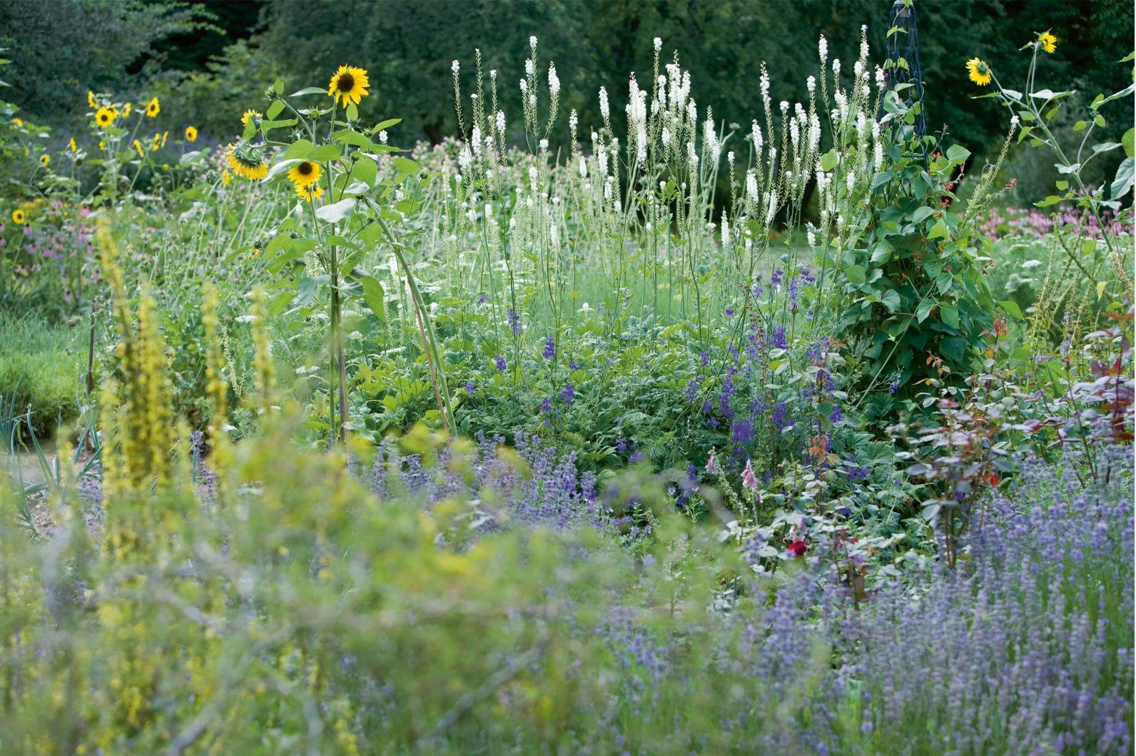 there are many different types of flowers in this garden .
