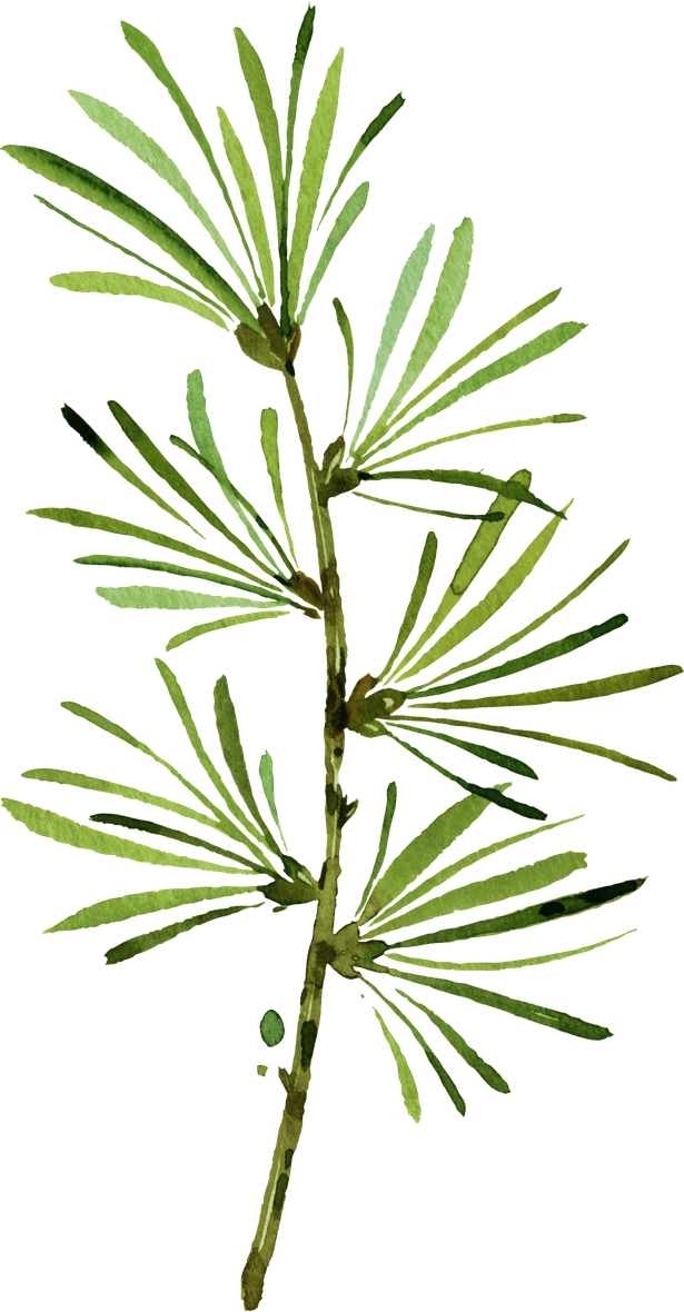 a watercolor painting of a pine branch with green leaves