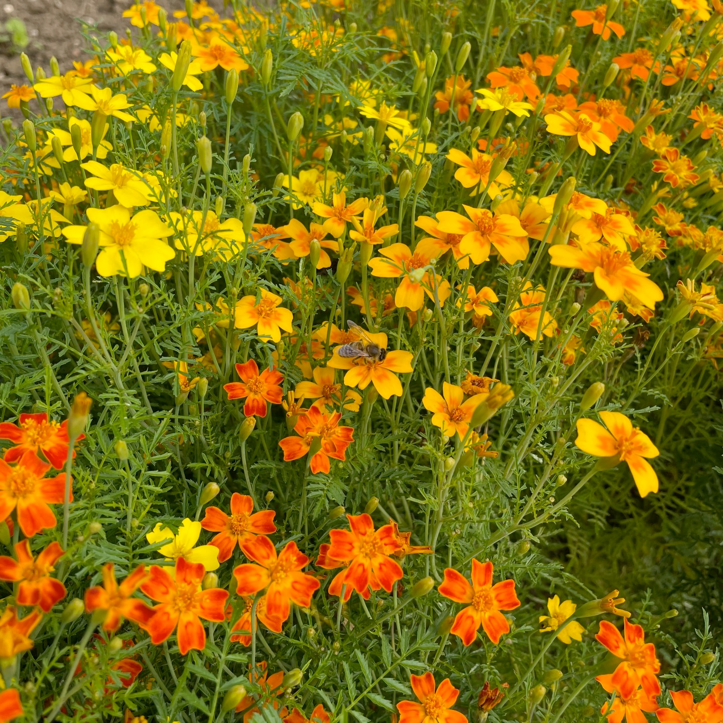 a field of yellow and orange flowers with a bee in the middle