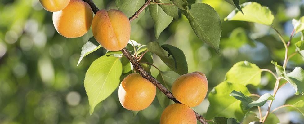 alberi da frutto