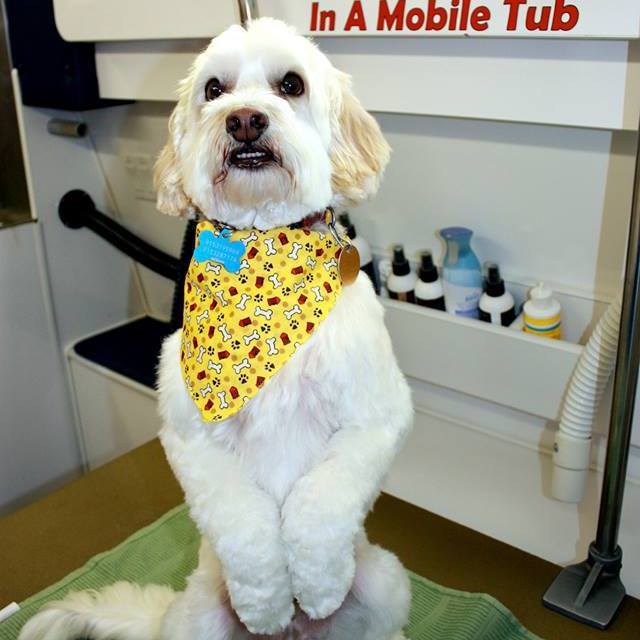 Mobile Dog Grooming in El Paso, TX Mobile Dog Grooming in El Paso, TX