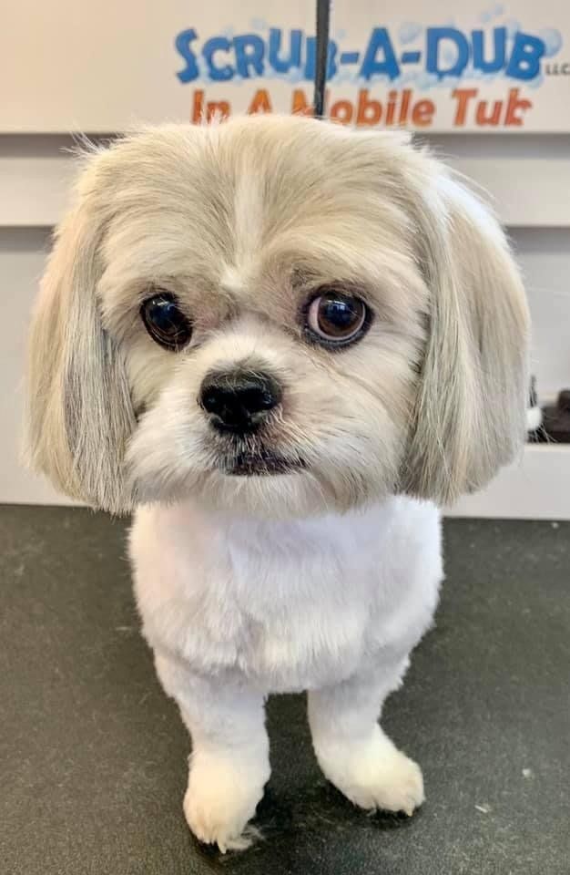 Mobile Grooming in El Paso, TX