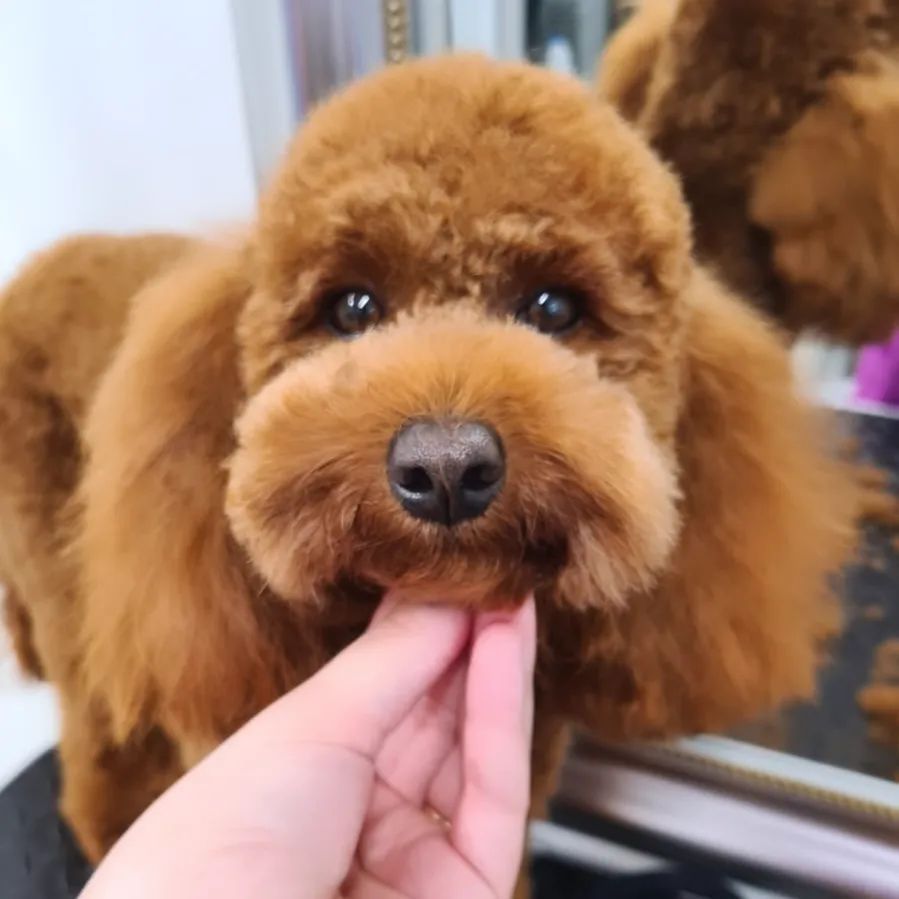 Toelettatura barboncino