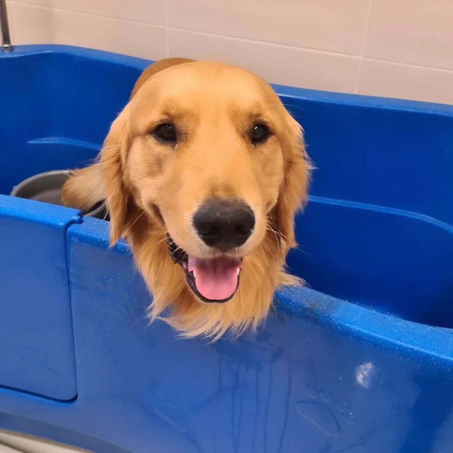 Toelettatura labrador